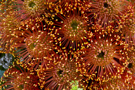 Protea pincushion flower in full bloom