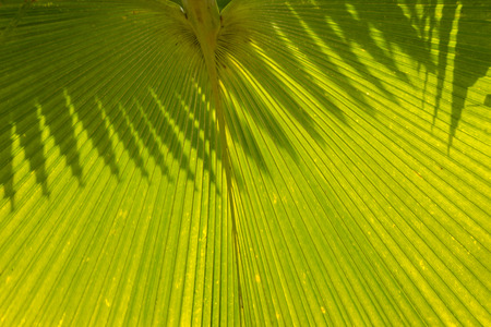 Tropical palm leaves, Martinique, garden of Balata