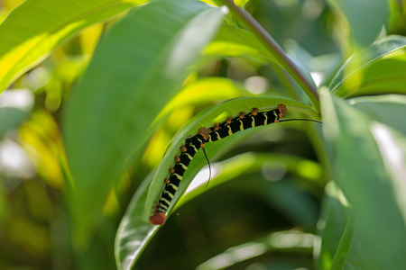 Pseudosphinx tetrio, colorful caterpillarの写真素材