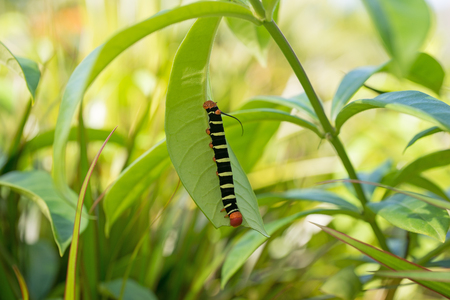 Pseudosphinx tetrio, colorful caterpillarの写真素材