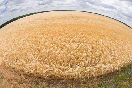 fisheye lens photo of wheat fieldの写真素材
