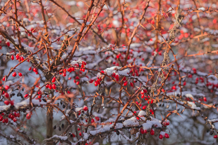 Red berries covered with snow hanging from tree branchの写真素材