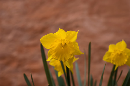 Yellow daffodils in April with brown wallの写真素材