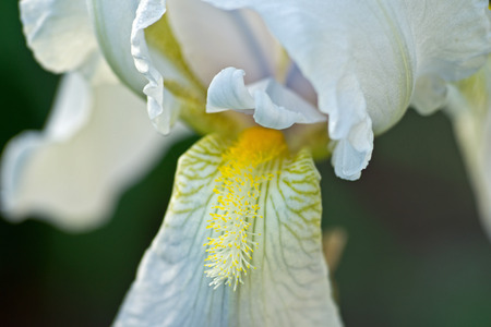 Macro of a white iris flowerの写真素材