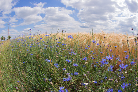 Fisheye lens photo of wheat field with cornflowersの写真素材