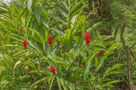 Red ginger, Alpinia purpurataの写真素材