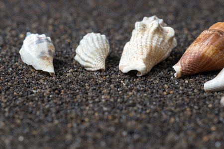 Seashells border on the sand background