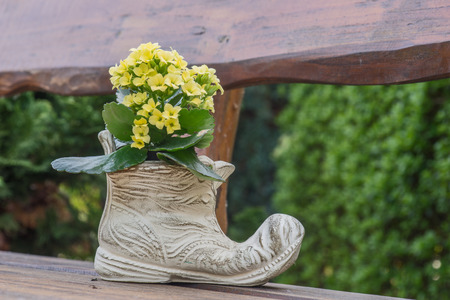 yellow flowering kalanchoe in shoe on the garden benchの写真素材