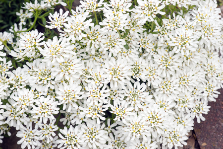 A lot of Iberis sempervirens Snowflake flowers as backgroundの写真素材