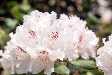 Branch of white Rhododendron bushの写真素材