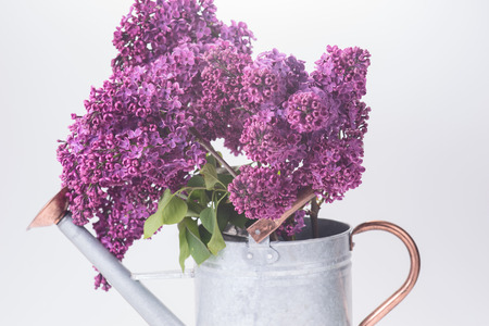 Bouquet of purple lilac with tin watering canの写真素材