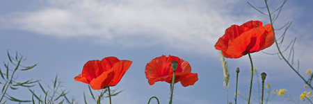 poppy flowers (Papaver rhoeas) against the blue skyの写真素材