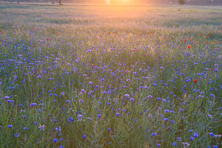 Field with cornflower and red poppies in the sunriseの写真素材