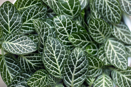 Green foliage of Fittonia Albivenis ground cover plantの写真素材