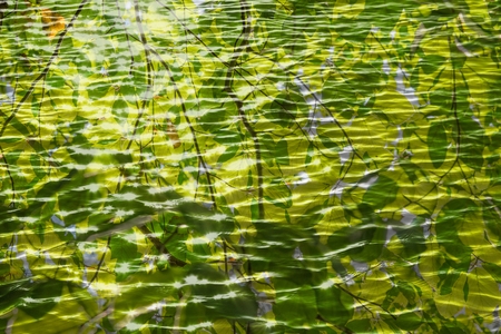 Green leaves reflected on the water surfaceの写真素材