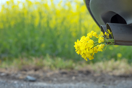 Car pipe exhaust, with yellow rape. Conceptual photo of biofuelの写真素材