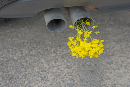 Car pipe exhaust, with yellow rape. Conceptual photo of biofuelの写真素材