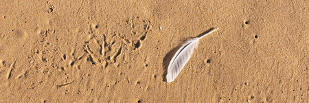 Single white seagull feather on beach sandの写真素材
