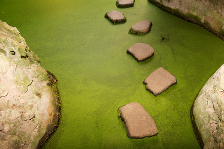 Stepping stones over the green pond in the gardenの写真素材