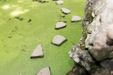 Stepping stones over the green pond in the gardenの写真素材