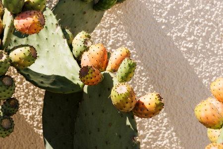 Large flowering cactus on the street in Portugalの写真素材