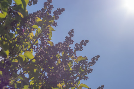 Branches with spring lilac flowersの写真素材