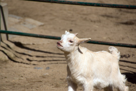 The little white goat on the farmの写真素材