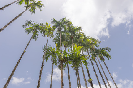 Coconut palm trees on blue sky backgroundの写真素材