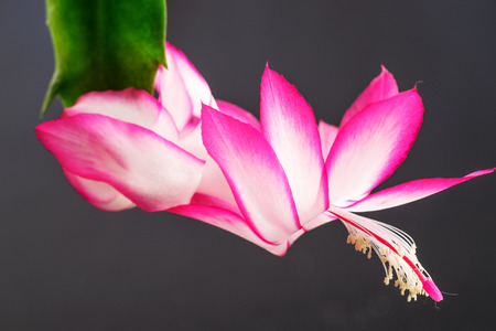 Flower of Christmas Cactus (Schlumbergera) isolated on black backgroundの写真素材
