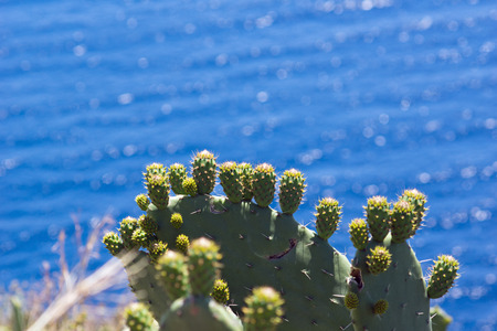 Cacti in the foreground and blue sea in the backgroundの写真素材