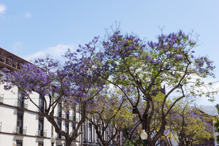 Beautiful purple Jacaranda tree in park, closeup Jacaranda mimosifoliaの写真素材