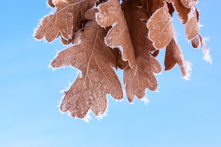 Frozen oak leaves at winter forest against the blue skyの写真素材