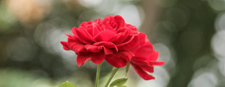 Summer red Rose background, selective focus, light and heart bokeh backgroundの写真素材