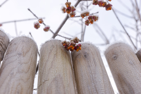 Common spindle (Euonymus europaeus) with hoarfrost and snow in contrast with skyの写真素材