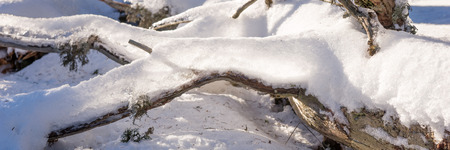 Snow covered branch in winter forest in sunshineの写真素材
