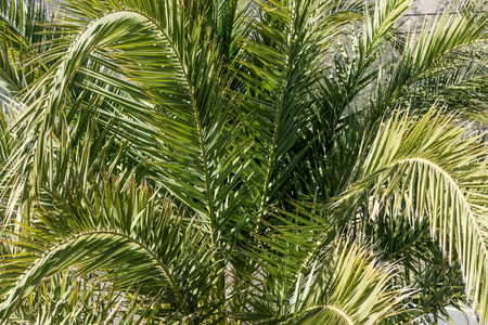 Close up of palm tree leaves - nature and background conceptの写真素材