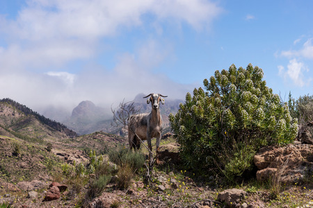 Mountain goat, mountains with mist in the backgroundの写真素材