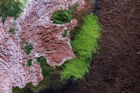 Moss and lichens on the ceiling of a caveの写真素材