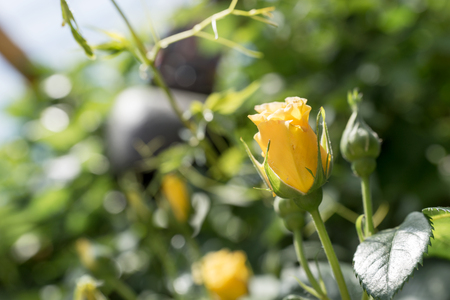 Yellow rose flower among leaves and thorns in the gardenの写真素材