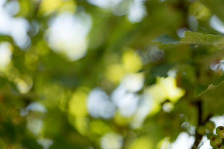 Natural green blurred and bokeh backgroundの写真素材