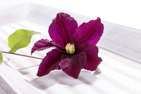 Closeup of purple clematis flower head on bright wooden backgroundの写真素材
