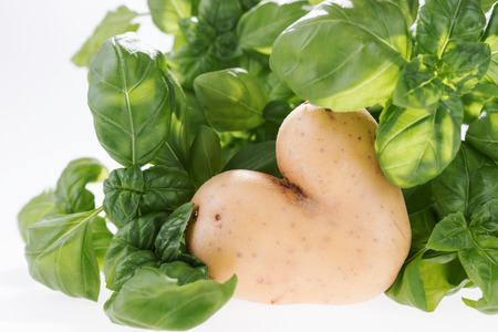 Heart shaped potato with fresh green basilの写真素材