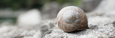 Big snail hides between stonesの写真素材