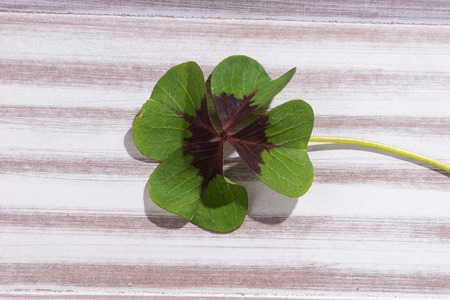 Four leaf clover on wooden background
