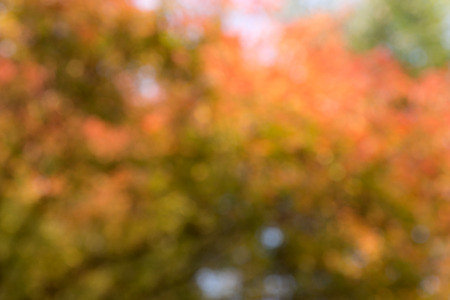 Natural blur orange bokeh leaf backgroundの写真素材