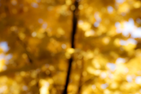 Natural blur golden bokeh leaf background. Autumn backgroundの写真素材