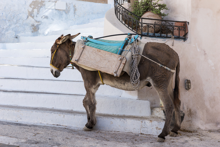 Donkey taxi in Santorini, Cyclades Islands, Greece, Europeの写真素材