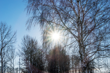 Rays of the sun fall on the branches of treeの写真素材