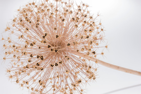 Closeup of dried flowers on white backgroundの写真素材