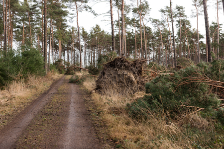 Trees block the forest road after the storm in Germany